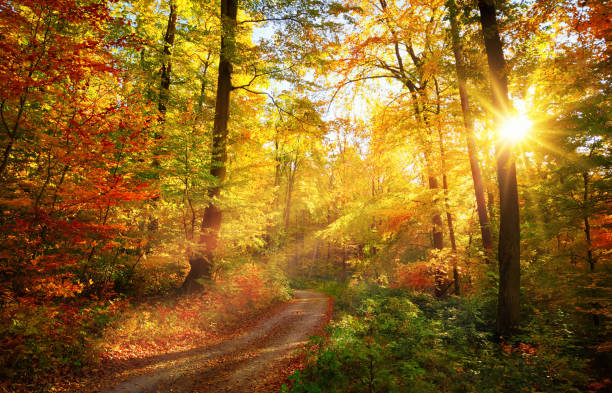 colorido bosque otoñal - lane sunlight sunbeam plant fotografías e imágenes de stock