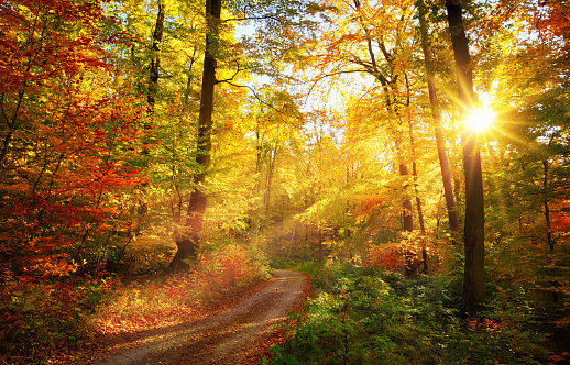 Colorful autumn landscape with a path lit by the sun shining through the foliage