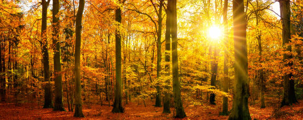 istock Gold forest panorama in autumn 1176626151