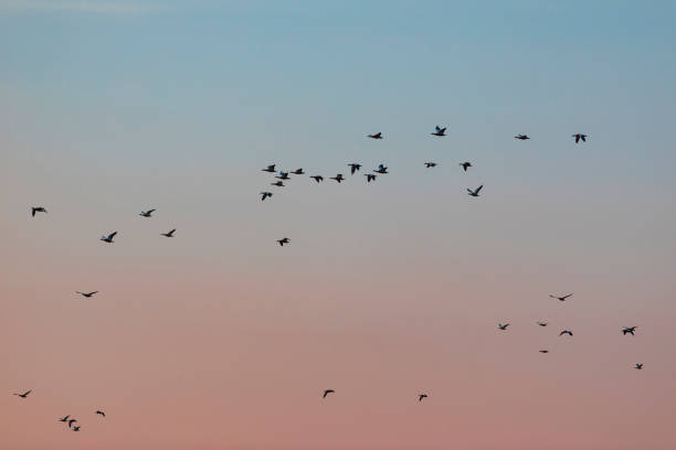 istock Sunset and Flying birds. Sunset colors background. 1176626246