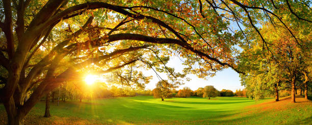 istock Beautiful autumn scenery on a meadow 1176626307