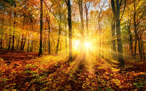 Photo of The autumn sun doing its magic in a forest