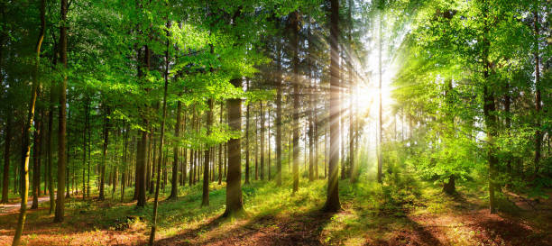 istock Beautiful rays of sunlight in a green forest 1176627159