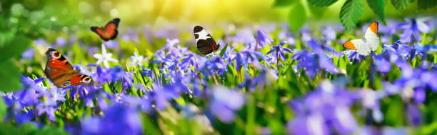 litet paradis med vårblommor och fjärilar - bluebell bildbanksfoton och bilder