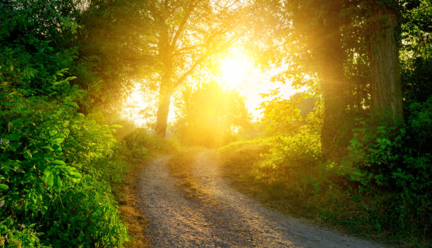 istock Rural path illuminated by the golden sun 1176627213