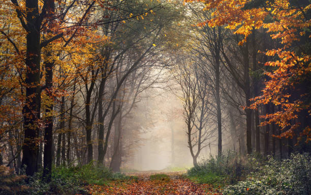 istock Trees shaping an archway in misty autumn forest 1176627244