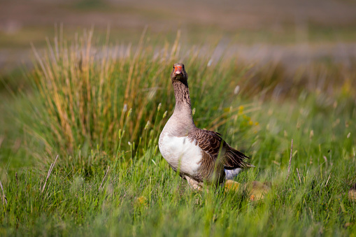 Birds: Greylag Goose. Anser anser.