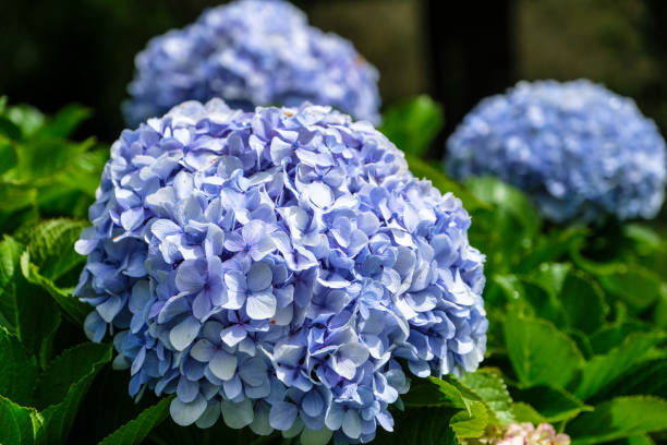 istock Beuatiful blossom of violet Hortensia Hydrangea 1176629869