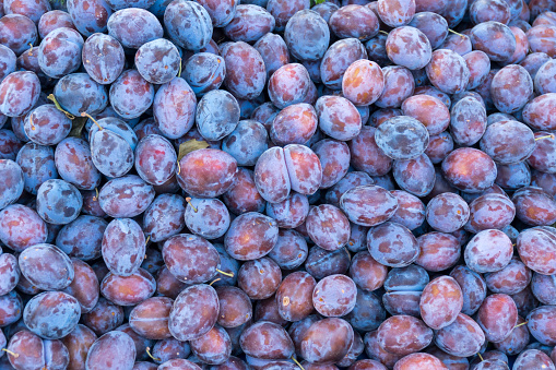 In natural and organic farmer's market, damson plum fruits are stacked in a surface as background.