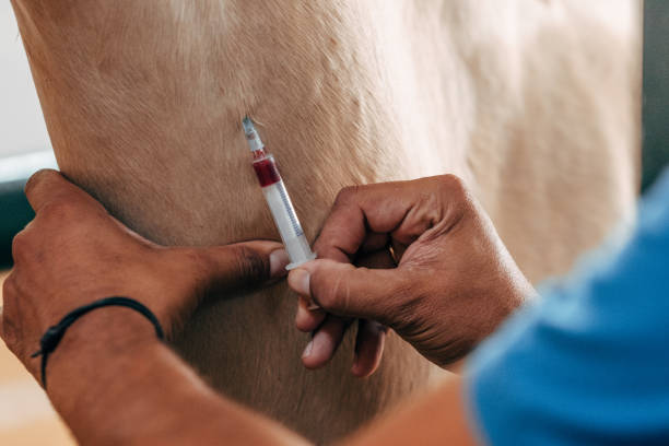 istock blood draw on a horse 1176631373