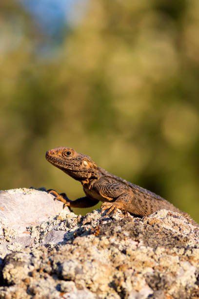 istock Chameleon. Green nature habitat background. 1176631963