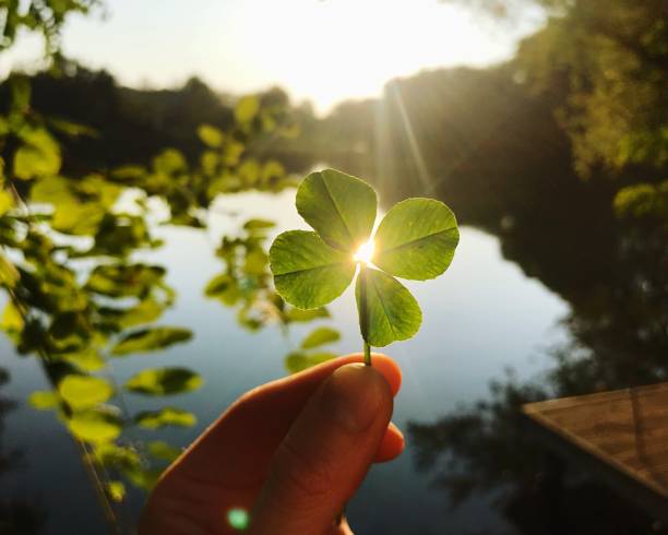 四つ葉のクローバー - luck ストックフォトと画像