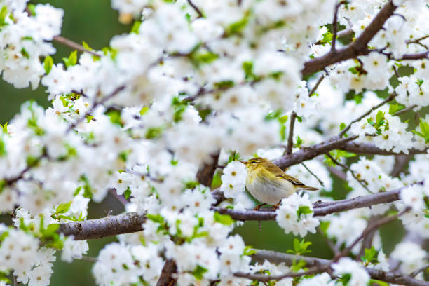 istock Spring nature and birds. White flowers background. Bird: Willow Warbler. Phylloscopus trochilus. 1176632974