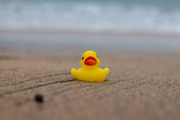 istock Beach in Iceland with our little duck 1176633267
