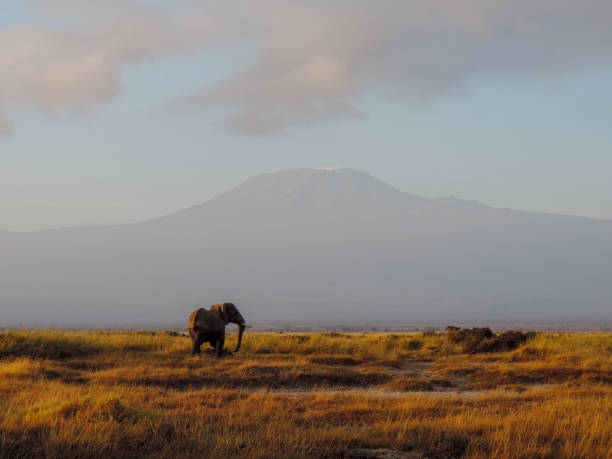 istock Amboseli National Park 1176633273