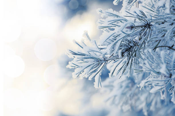 istock Snowy blue spruce closeup on blurred background 1176633448