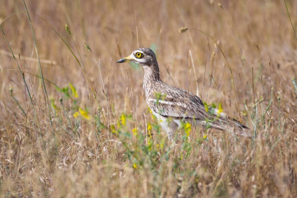 natur und vogel. gelbgrün natur lebensraum hintergrund. vogel: eurasischer steinbrachvogel. burhinus oedicnemus. - stone curlew stock-fotos und bilder