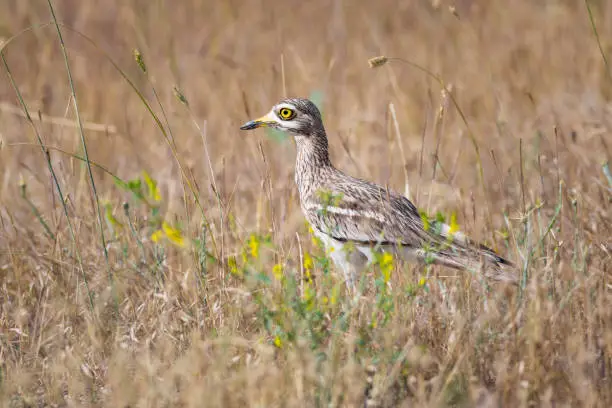 Eurasian Stone curlew. Burhinus oedicnemus.