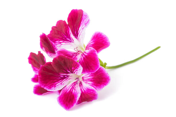 istock Pelargonium grandiflorum Imperial 1176634367