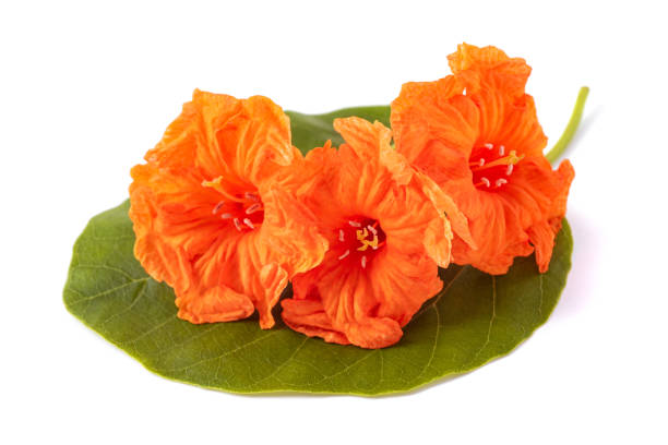 istock sea trumpet (Cordia subcordata) 1176634402