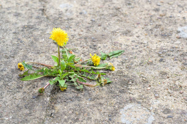istock single dandelion flower breaks its way through the concrete, copy space 1176634787
