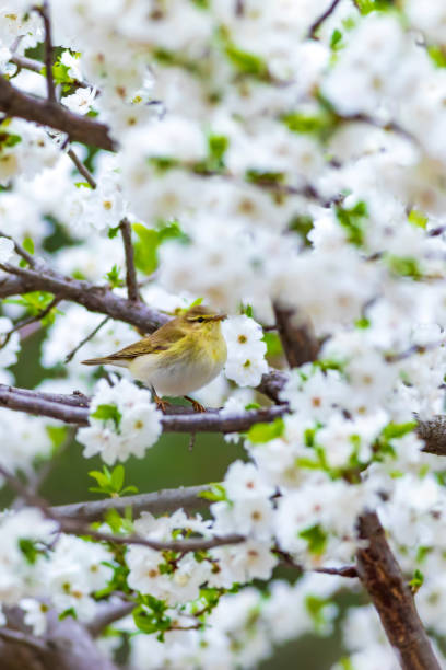 istock Spring nature and birds. White flowers background. Bird: Willow Warbler. Phylloscopus trochilus. 1176635657