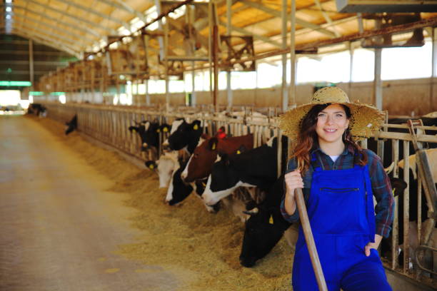 cho bò ăn cỏ khô - livestock industry jobs for cow hình ảnh sẵn có, bức ảnh & hình ảnh trả phí bản quyền một lần