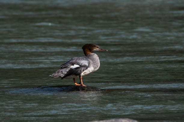 istock Merganser duck in Alaska 1176635974