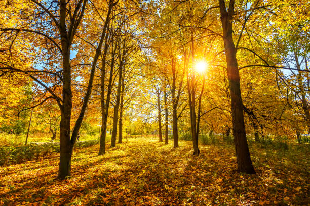 istock Alley in vibrant autumn park 1176636084