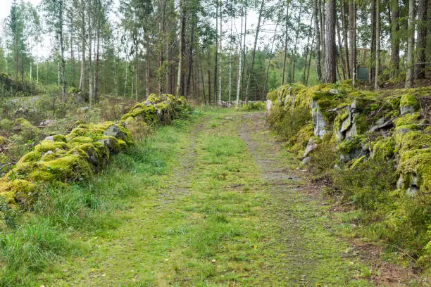 Moss covered stonewalls by a country road in beautiful green colors