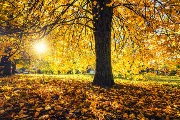 istock Bright tree in sunny autumn park 1176636115