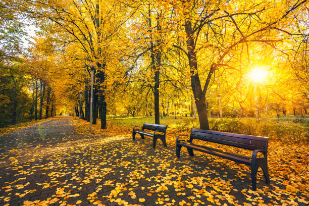 istock Alley in vibrant autumn park 1176636127