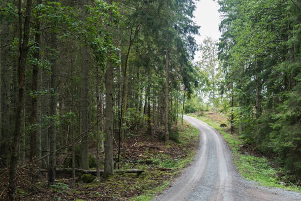 istock Winding gravel road in a coniferous forest 1176636201