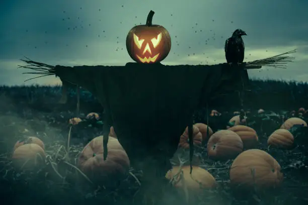 Field of big orange pumpkins with scarecrow. Halloween theme.