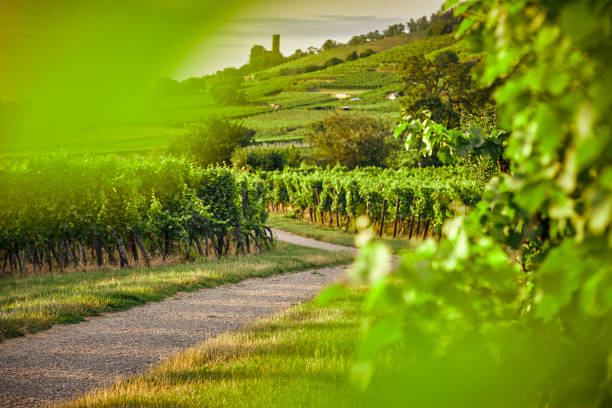 Nature-connected in Germany Nature in the vineyards near Heidelberg in Germany heidelberg germany photos stock pictures, royalty-free photos & images