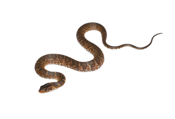 istock Florida Banded Water Snake on white 1176639045