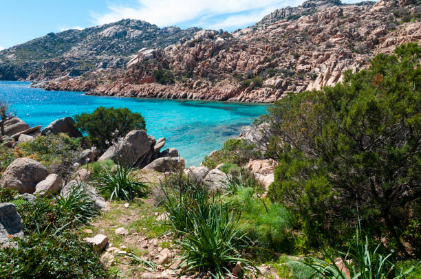istock sardinia landscape cala coticcio goat 1176639203