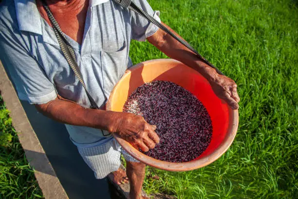 Vietnamese farmer cultivates rice field with fertilizers