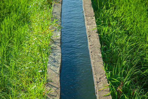 Water channel in rice field. Picture of an irrigation channel with water, passing through a green rice field in morning.