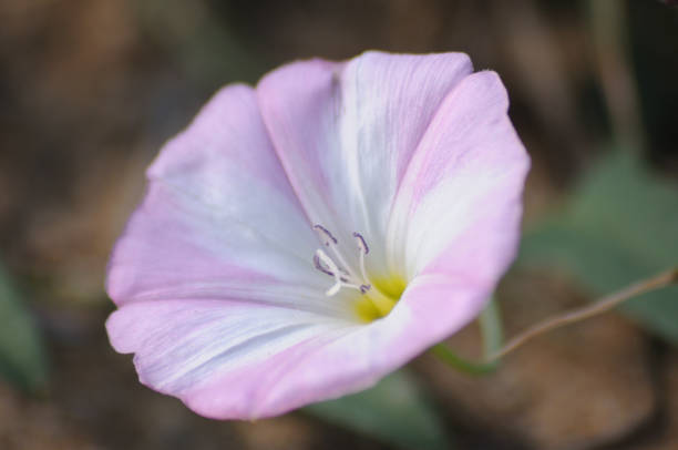 istock Morning glory morning glory growing on the lawn 1176640215