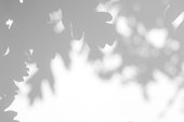 istock Gray shadow of the oak tree leaves on a white wall 1176640339