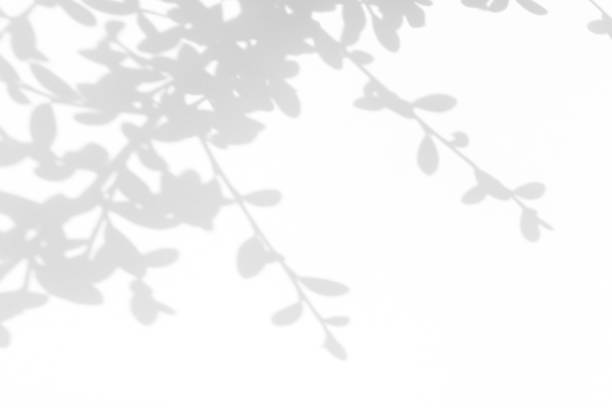 istock Gray shadow of the leaves on a white wall 1176640342