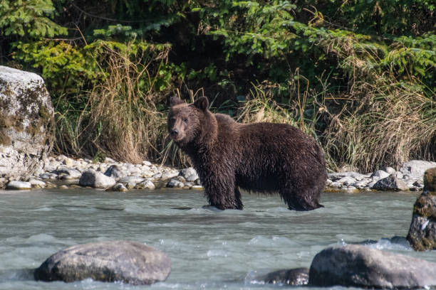 se alaska coastal brown bear fishing - alaskan salmon imagens e fotografias de stock