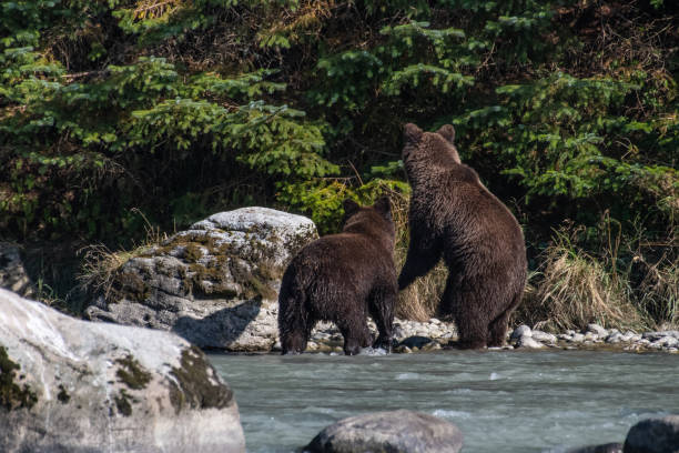 istock SE Alaska coastal Brown bear fishing 1176641639