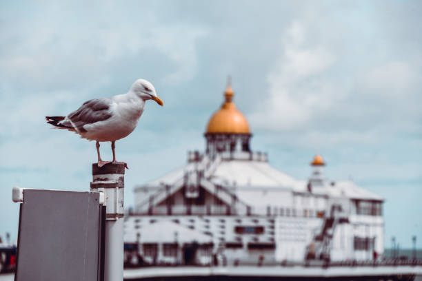 Eastbourne Pier House In UK