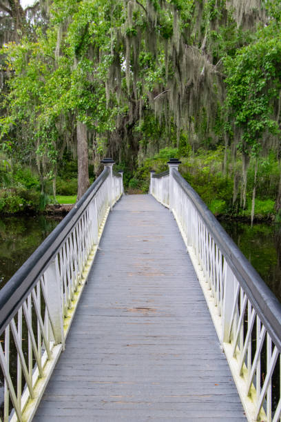 istock Bridge in swamp with spanish moss trees 1176642219