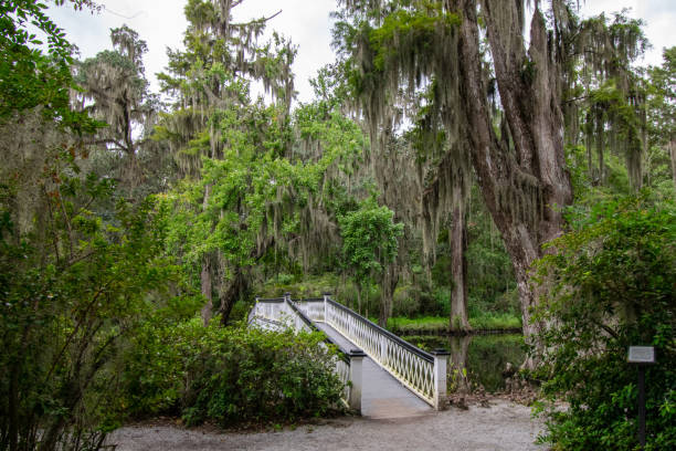 istock Bridge in swamp with spanish moss trees 1176642284