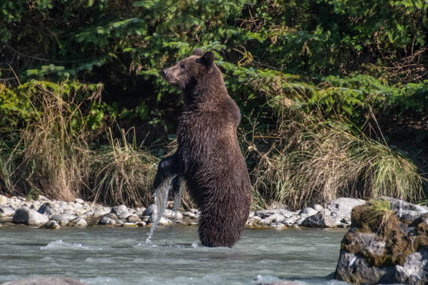 istock SE Alaska coastal Brown bear fishing 1176643832