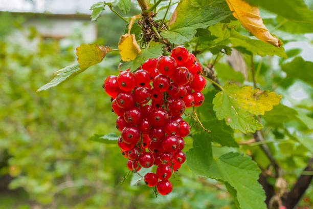 istock branch of red currant 1176643947