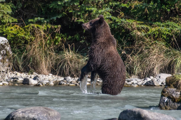 istock SE Alaska coastal Brown bear fishing 1176644268